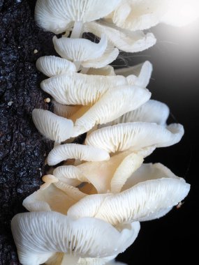 Tropikal yağmur ormanlarında mantar, doğa geçmişi için..