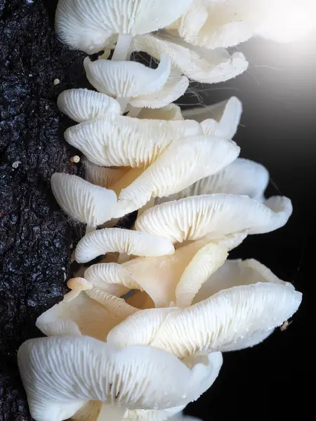 Tropikal yağmur ormanlarında mantar, doğa geçmişi için..