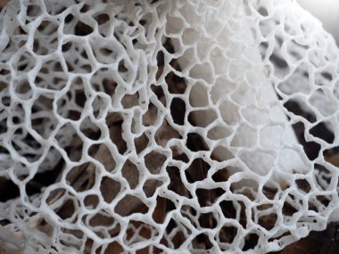 Doğa geçmişi için Güneydoğu Asya 'da bambu mantarı.. 