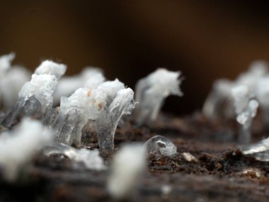 Tropikal yağmur ormanlarındaki mantarları kapat. 