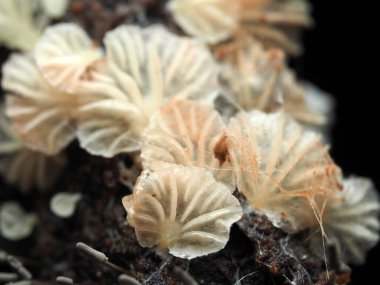 Tropikal yağmur ormanlarındaki mantarları kapat. 