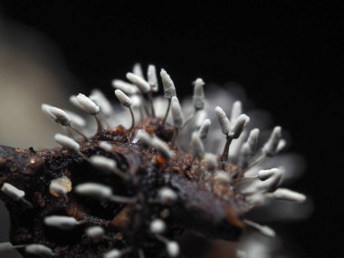 Tropikal yağmur ormanlarındaki mantarları kapat. 