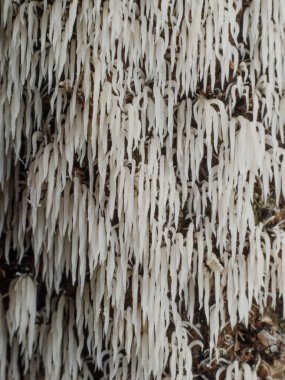 Tropikal yağmur ormanlarındaki mantarları kapat. 