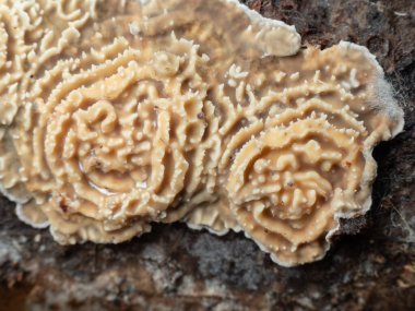 Tropikal yağmur ormanlarındaki mantarları kapat. 