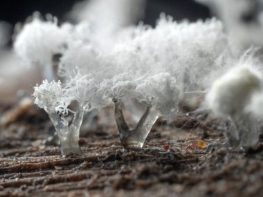 Tropikal yağmur ormanlarındaki mantarları kapat. 