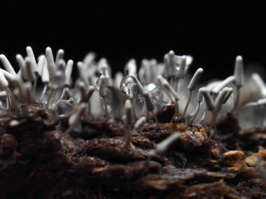 Tropikal yağmur ormanlarındaki mantarları kapat. 