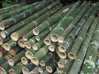 Ormandan yeni kesilmiş büyük bir bambu..