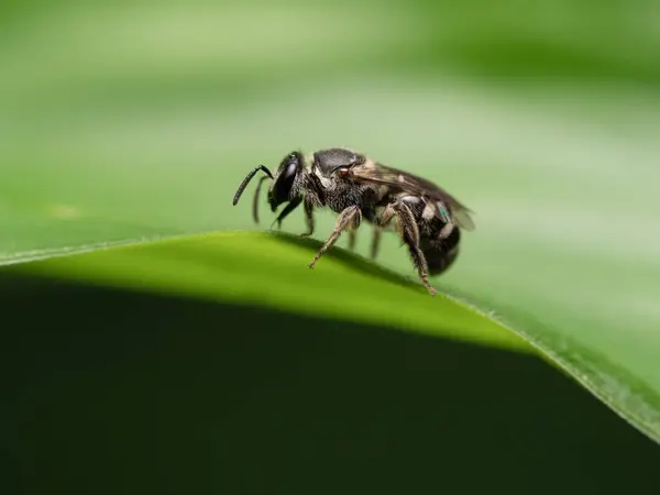 Doğada guguk kuşu arıları.