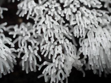 Tropikal yağmur ormanlarındaki mantarları kapat. 