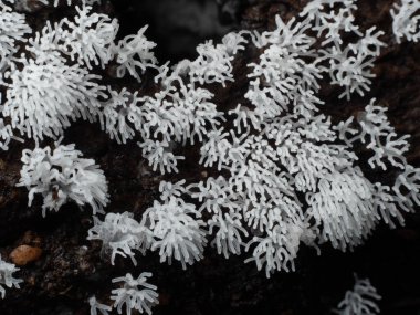 Tropikal yağmur ormanlarındaki mantarları kapat. 