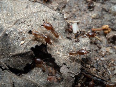 Termitler yerde yiyecek arıyorlar. Eve zarar veren böcekler..