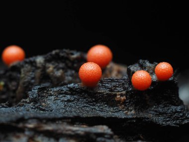 Tropikal yağmur ormanlarında doğa için balçık küfü. 