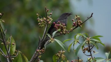 Uzun kuyruklu Sibia kuşları Tayland ve Güneydoğu Asya 'da nadir bulunur.. 