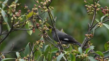 Uzun kuyruklu Sibia kuşları Tayland ve Güneydoğu Asya 'da nadir bulunur.. 