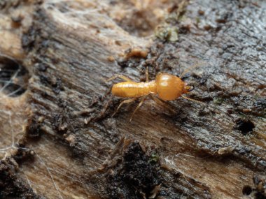 Termitler, doğa arka planı için odunların üzerine yığılırlar..