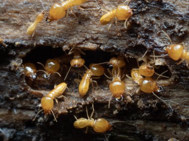 Termitler, doğa arka planı için odunların üzerine yığılırlar..