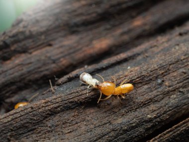 Termitler, doğa arka planı için odunların üzerine yığılırlar..