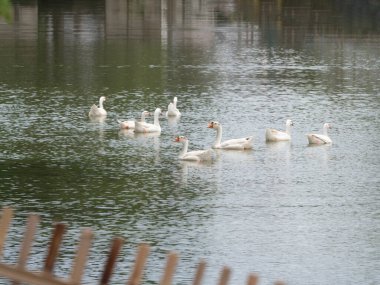 CHIANGMAI, THAILAND - 25 AĞUSTOS 2025: Chiang Mai hendek bölgesindeki yabani otları temizlemeye yardım eden beyaz kazlar.