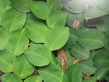 Ağaçta yetişen Rhaphidophora Celatocaulis bitkileri. 