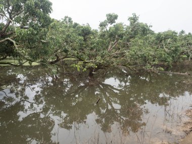 Flooding in longan orchards causes damage to agricultural areas.
