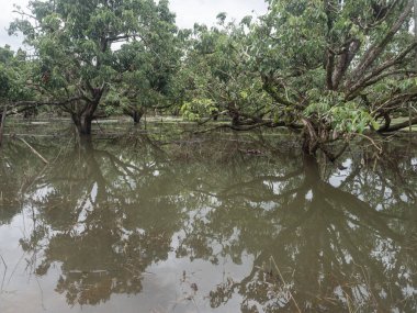 Flooding in longan orchards causes damage to agricultural areas.
