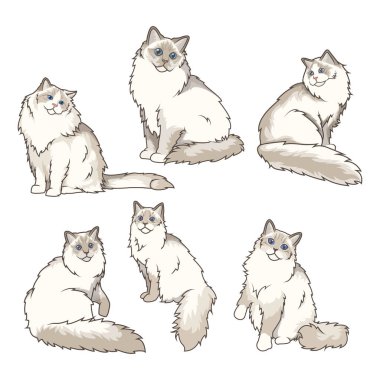 Ragdoll kedilerini değişik pozlarda keşfet. Yüksek kaliteli resimlerimiz onların zarafet ve çekiciliğini yakalıyor. Evcil hayvan tasarımları için mükemmel.