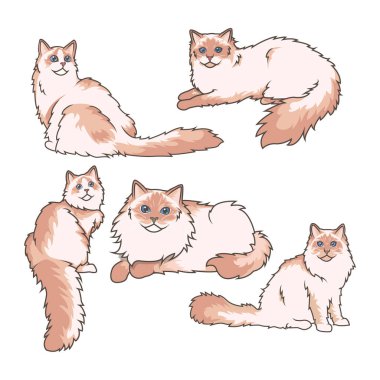 Ragdoll kedilerini değişik pozlarda keşfet. Yüksek kaliteli resimlerimiz onların zarafet ve çekiciliğini yakalıyor. Evcil hayvan tasarımları için mükemmel.