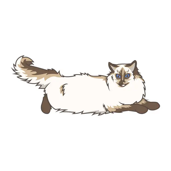 Ontdek Schattige Ragdoll Kittens Verschillende Charmante Poses Deze Hoogwaardige Illustraties — Stockvector