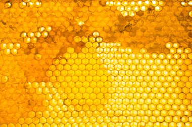 Bal peteği arka planı kapat. Bal peteği duvar kağıdındaki doğal bal. Arıcılık konsepti. Bir çerçevenin hücreleri kısmen bal ile dolu