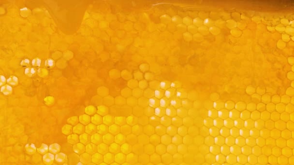 Méz Méhsejt Felszínén Folyik Méz Csöpög Viaszból Méhészeti Koncepció Méztermékek — Stock videók