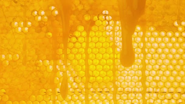 Honig Fließt Auf Der Wabenoberfläche Nach Unten Honig Tropft Auf — Stockvideo