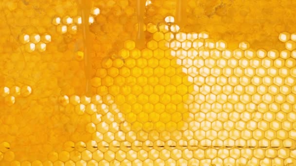 Honey Flows Honeycomb Surface Honey Drips Wax Beekeeping Concept Honey — Stock Video