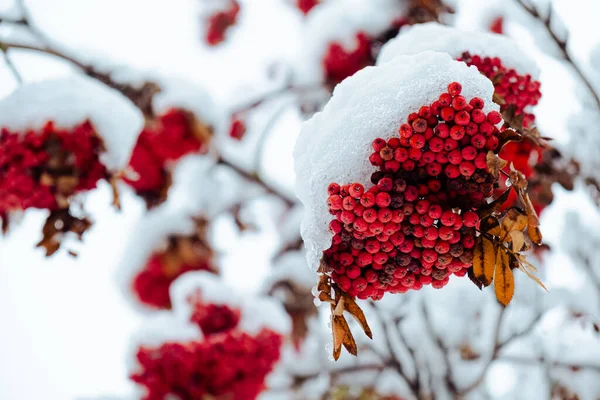 Роуэн Дерево Покрытое Первым Снегом Эшберри Рябиновые Ягоды Ветке Дерева — стоковое фото