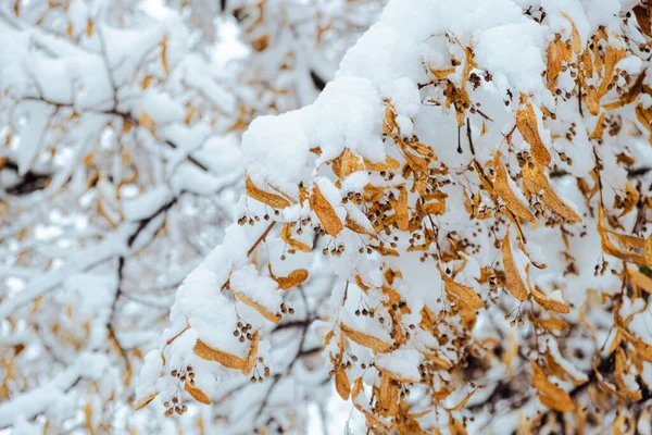 最初の雪で覆われたリンデンやアメリカのバスウッドの木 冬に乾燥した花を持つ菩提樹の枝 ストック画像
