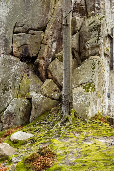 Tronco Árbol Raíces Musgo Cerca Enorme Roca Bosque Otoño Europa — Foto de Stock