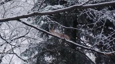 Ağaç dalındaki sincap ilk karla kaplıydı. Amerikan kırmızı sincabı ya da Tamiasciurus hudsonicus kış ormanında