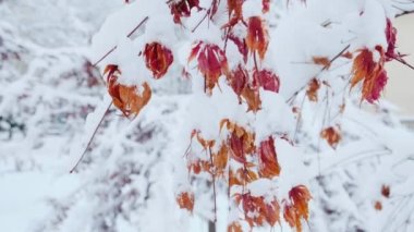 Karların altında Japon asçısı. Acer palmatum, genellikle Japon akçaağaç, palmiye ağacı ya da kışın akçaağaç akçaağaç olarak bilinir.