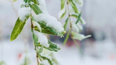 Salix Babylon söğüt ya da ilk karın altında ağlayan söğüt olarak da bilinir. Kışın yeşil yapraklı söğüt dalı yakın.