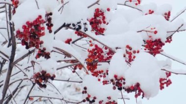 İlk karla kaplı Rowan ağacı. Kışın yeşil yapraklı bir ağaç dalında Ashberry veya Rowan meyveleri. Sorbus aucuparia. Kırmızı böğürtlen