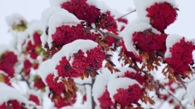 İlk karla kaplı Rowan ağacı. Kışın yeşil yapraklı bir ağaç dalında Ashberry veya Rowan meyveleri. Sorbus aucuparia. Kırmızı böğürtlen