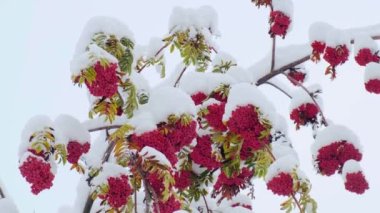 İlk karla kaplı Rowan ağacı. Kışın yeşil yapraklı bir ağaç dalında Ashberry veya Rowan meyveleri. Sorbus aucuparia. Kırmızı böğürtlen