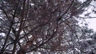 İlk karla kaplı çam ağacı. Çam ormanında kış. Kardan sonra kozalaklı ağaç