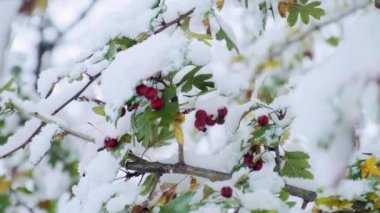 İlk karla kaplı kırmızı böğürtlenli Hawthorn ağacı. Krataegus rhipidophylla yaygın olarak Hawthorn, quickthorn, thornapple, May-tree, whitethorn, Mayflower veya hawberry olarak bilinir.
