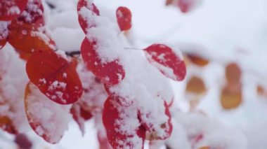 İlk karla kaplı kırmızı yapraklı Aspen ağacı dalı. Populus tremula yaygın olarak Aspen, Aspen, Avrasya Aspeni, Avrupa Aspeni veya Titrek Aspen olarak adlandırılır..