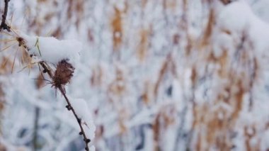 Larix kaempferi, ilk karla kaplı Japon tarlası ya da karamatsu ağacı. Ormanda kış. Kardan sonra kozalaklı ağaç