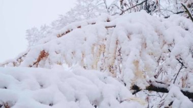 Larix kaempferi, ilk karla kaplı Japon tarlası ya da karamatsu ağacı. Ormanda kış. Kardan sonra kozalaklı ağaç