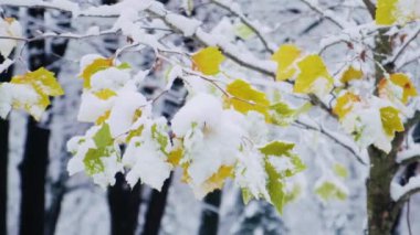 İlk karla kaplı yeşil ve sarı yapraklı genç akçaağaç. Akaser ağacının dalları sonbaharın sonlarında karlı bir günde