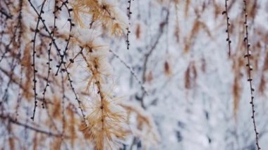 Larix kaempferi, ilk karla kaplı Japon tarlası ya da karamatsu ağacı. Ormanda kış. Kardan sonra kozalaklı ağaç