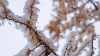 Larix kaempferi, ilk karla kaplı Japon tarlası ya da karamatsu ağacı. Ormanda kış. Kardan sonra kozalaklı ağaç
