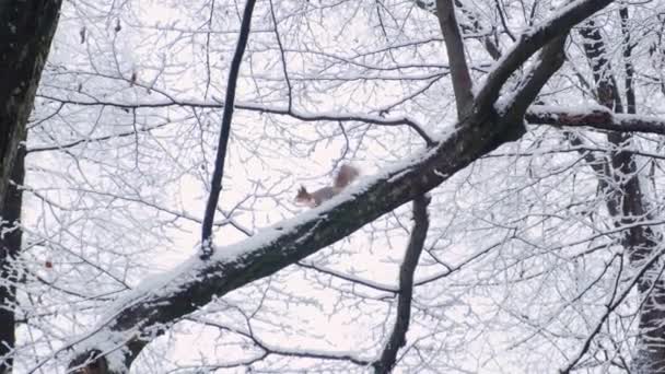 Squirrel Tree Branch Covered First Snow American Red Squirrel Tamiasciurus — Vídeo de Stock
